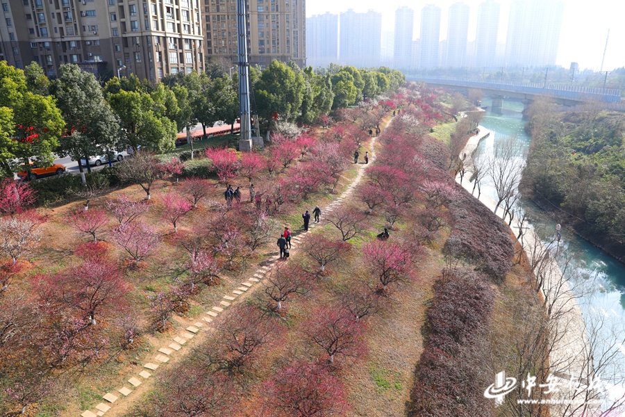 合肥匡河:梅花盛开美如画